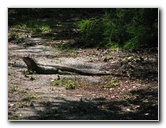 Wakodahatchee-Wetlands-Delray-Beach-FL-016