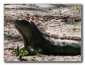 Wakodahatchee-Wetlands-Delray-Beach-FL-017