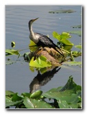 Wakodahatchee-Wetlands-Delray-Beach-FL-018