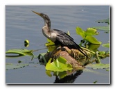 Wakodahatchee-Wetlands-Delray-Beach-FL-019