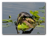 Wakodahatchee-Wetlands-Delray-Beach-FL-020