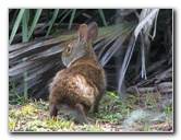 Wakodahatchee-Wetlands-Delray-Beach-FL-026