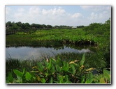 Wakodahatchee-Wetlands-Delray-Beach-FL-029