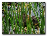 Wakodahatchee-Wetlands-Delray-Beach-FL-030
