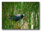 Wakodahatchee-Wetlands-Delray-Beach-FL-031