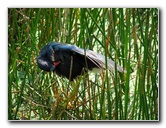 Wakodahatchee-Wetlands-Delray-Beach-FL-032