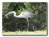 Wakodahatchee-Wetlands-Delray-Beach-FL-036