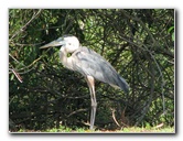 Wakodahatchee-Wetlands-Delray-Beach-FL-037