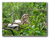 Wakodahatchee-Wetlands-Delray-Beach-FL-038