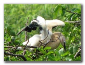 Wakodahatchee-Wetlands-Delray-Beach-FL-039