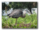 Wakodahatchee-Wetlands-Delray-Beach-FL-040