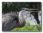 Wakodahatchee-Wetlands-Delray-Beach-FL-041