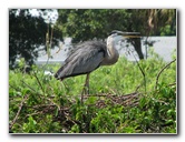 Wakodahatchee-Wetlands-Delray-Beach-FL-042