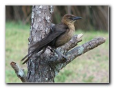 Wakodahatchee-Wetlands-Delray-Beach-FL-043