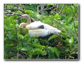 Wakodahatchee-Wetlands-Delray-Beach-FL-044