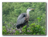 Wakodahatchee-Wetlands-Delray-Beach-FL-045