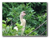 Wakodahatchee-Wetlands-Delray-Beach-FL-046