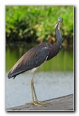 Wakodahatchee-Wetlands-Delray-Beach-FL-047