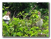 Wakodahatchee-Wetlands-Delray-Beach-FL-050