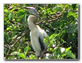 Wakodahatchee-Wetlands-Delray-Beach-FL-051