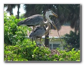 Wakodahatchee-Wetlands-Delray-Beach-FL-052