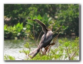 Wakodahatchee-Wetlands-Delray-Beach-FL-053