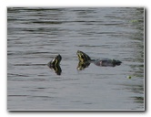 Wakodahatchee-Wetlands-Delray-Beach-FL-054