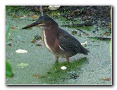 Wakodahatchee-Wetlands-Delray-Beach-FL-055