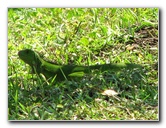 Wakodahatchee-Wetlands-Delray-Beach-FL-056