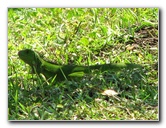 Wakodahatchee-Wetlands-Delray-Beach-FL-056