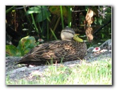 Wakodahatchee-Wetlands-Delray-Beach-FL-057