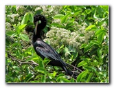 Wakodahatchee-Wetlands-Delray-Beach-FL-058