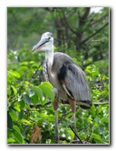 Wakodahatchee-Wetlands-Delray-Beach-FL-059