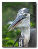 Wakodahatchee-Wetlands-Delray-Beach-FL-060