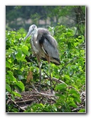 Wakodahatchee-Wetlands-Delray-Beach-FL-061