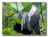 Wakodahatchee-Wetlands-Delray-Beach-FL-063