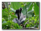 Wakodahatchee-Wetlands-Delray-Beach-FL-064