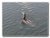 Wakodahatchee-Wetlands-Delray-Beach-FL-065