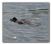 Wakodahatchee-Wetlands-Delray-Beach-FL-066