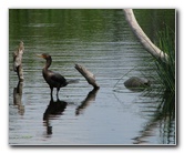 Wakodahatchee-Wetlands-Delray-Beach-FL-067