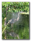 Wakodahatchee-Wetlands-Delray-Beach-FL-068