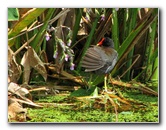 Wakodahatchee-Wetlands-Delray-Beach-FL-069