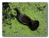 Wakodahatchee-Wetlands-Delray-Beach-FL-070