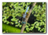 Wakodahatchee-Wetlands-Delray-Beach-FL-071