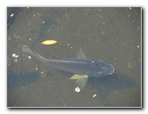 Wakodahatchee-Wetlands-Delray-Beach-FL-074