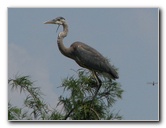 Wakodahatchee-Wetlands-Delray-Beach-FL-075