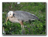 Wakodahatchee-Wetlands-Delray-Beach-FL-078