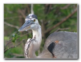 Wakodahatchee-Wetlands-Delray-Beach-FL-079