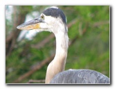 Wakodahatchee-Wetlands-Delray-Beach-FL-080