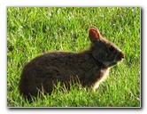 Wakodahatchee-Wetlands-Delray-Beach-FL-081